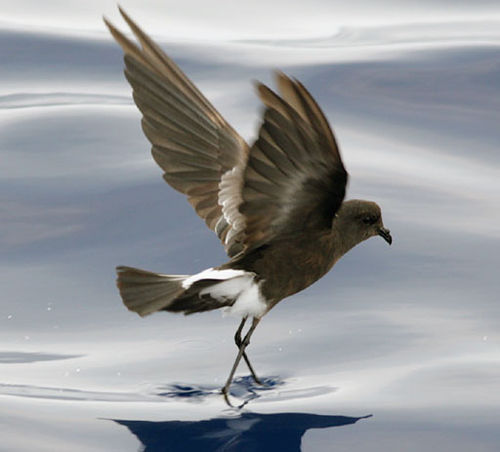 Storm petrel